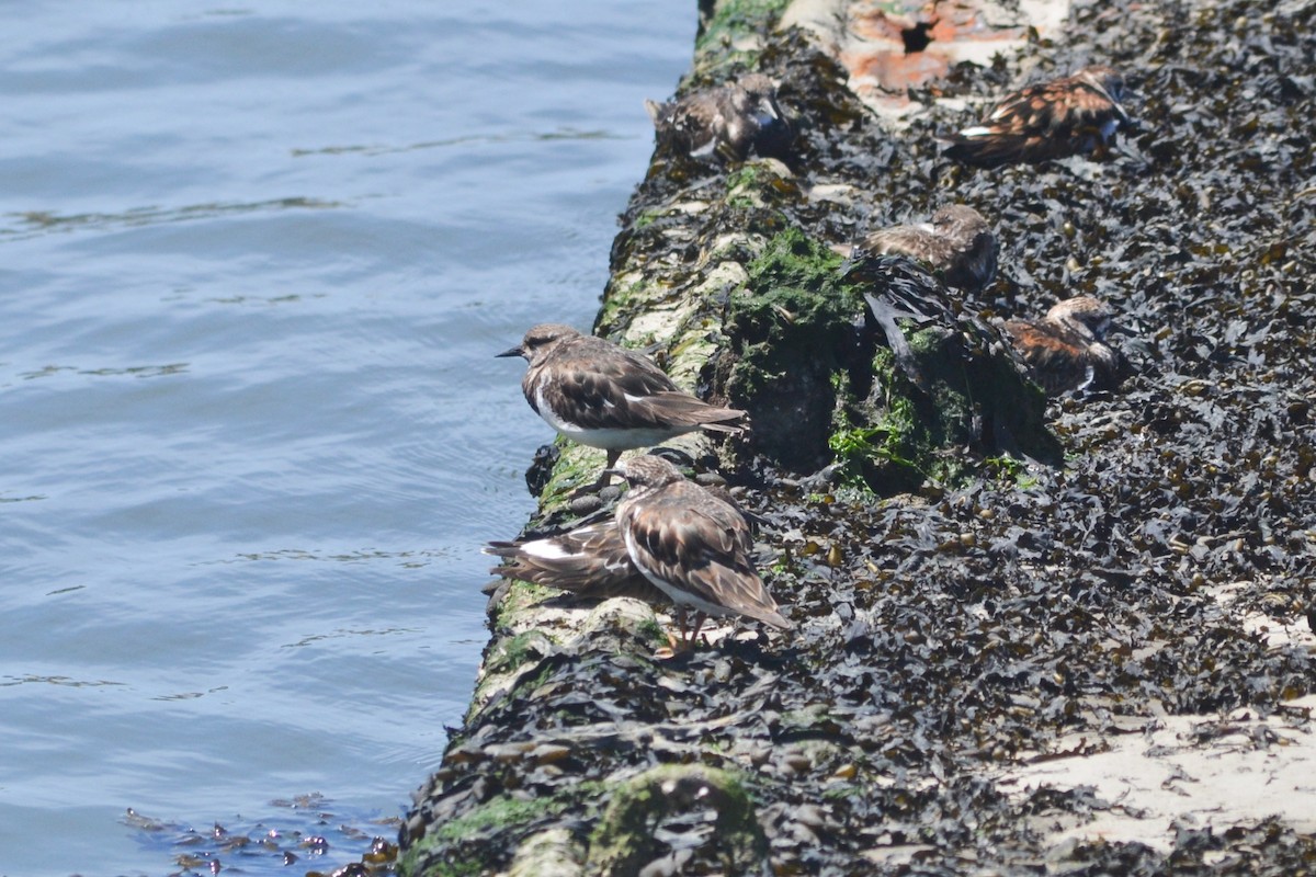 Ruddy Turnstone - ML618617677