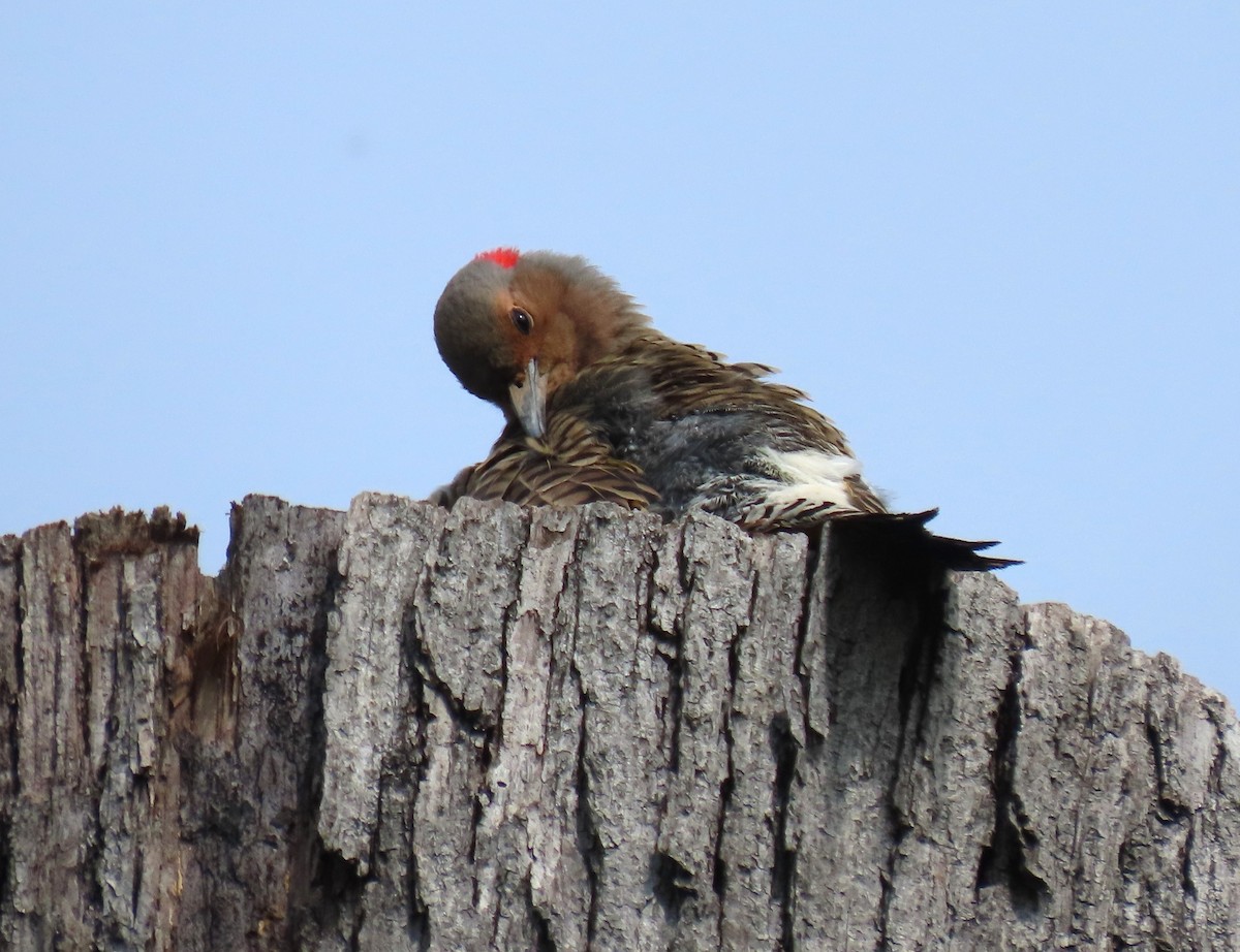 Northern Flicker - ML618617681