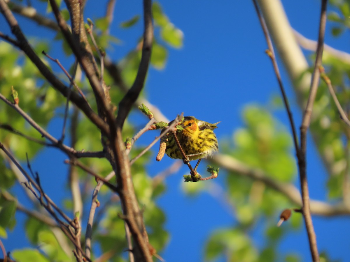 Cape May Warbler - Michel Bourassa (T-R)