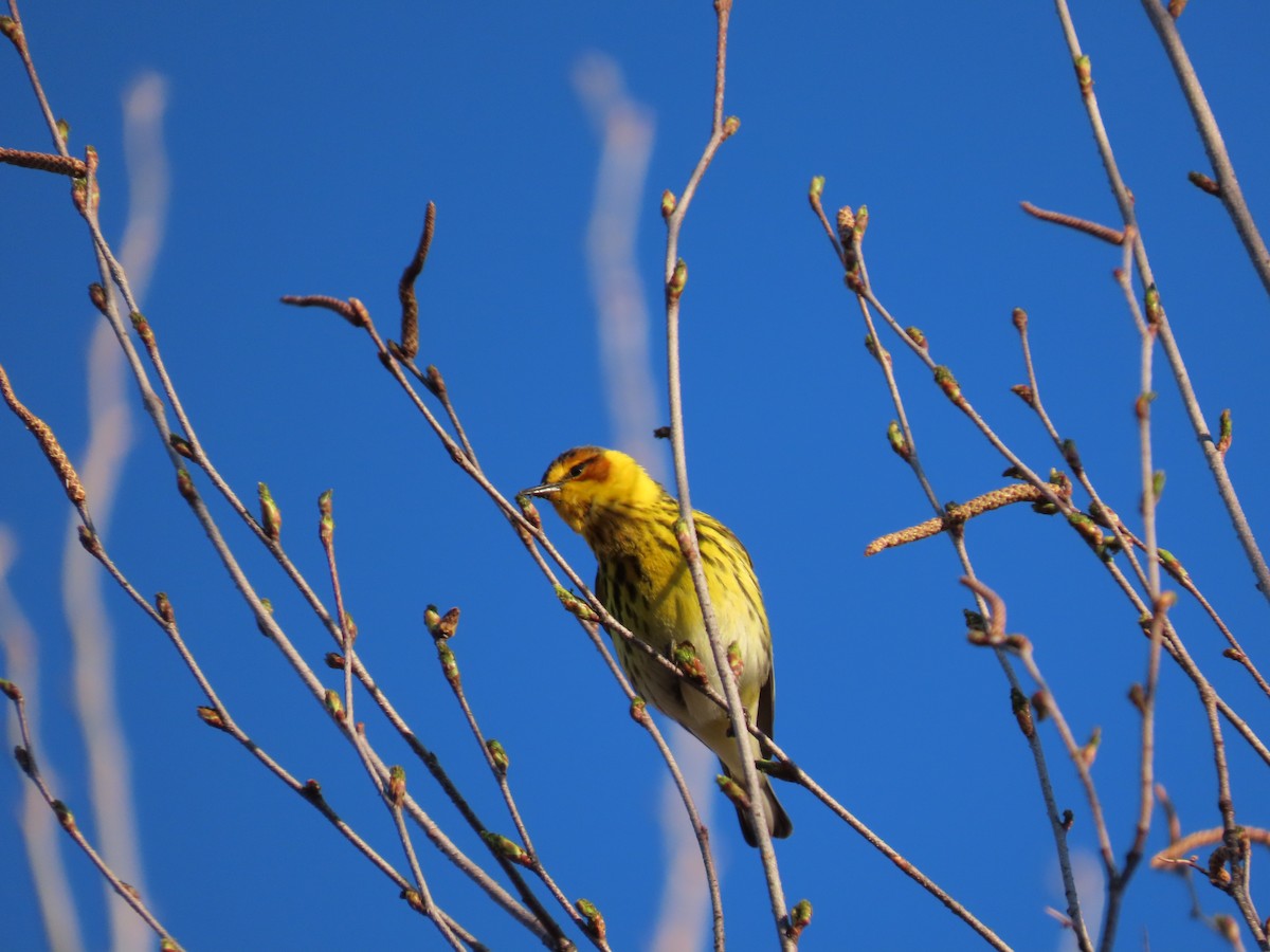 Cape May Warbler - Michel Bourassa (T-R)