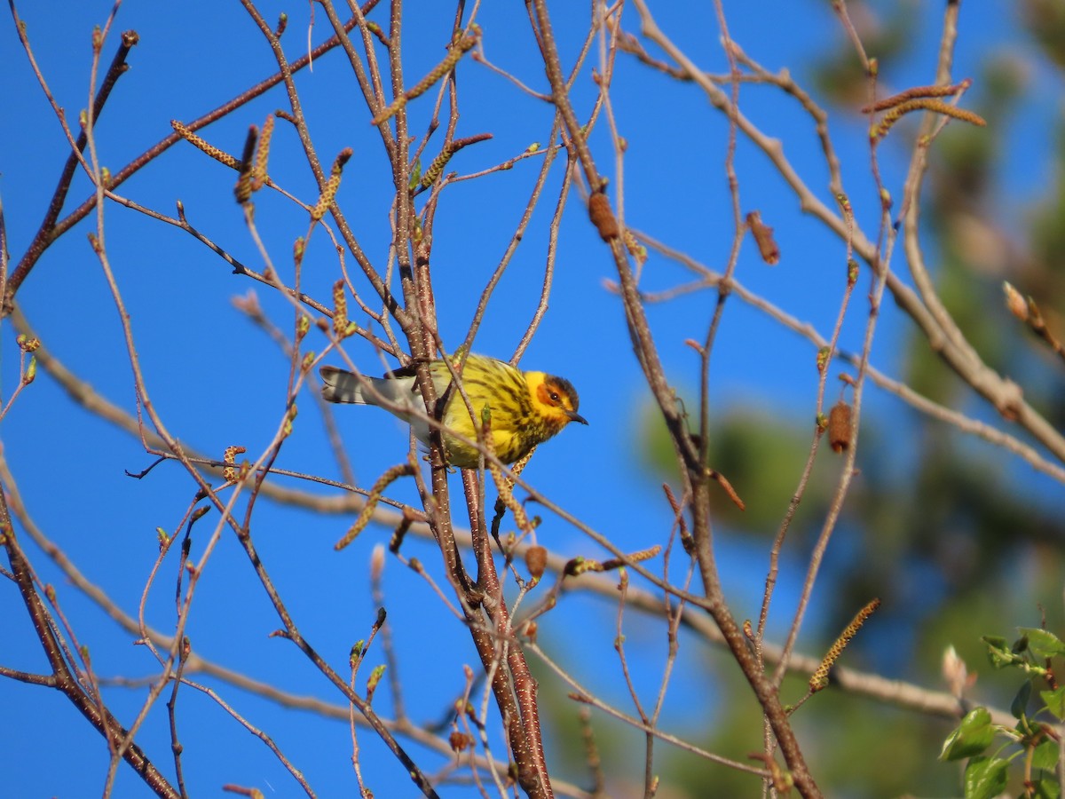 Cape May Warbler - Michel Bourassa (T-R)