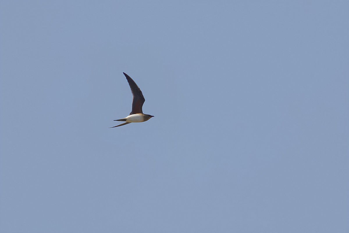 Collared Pratincole - ML618617803