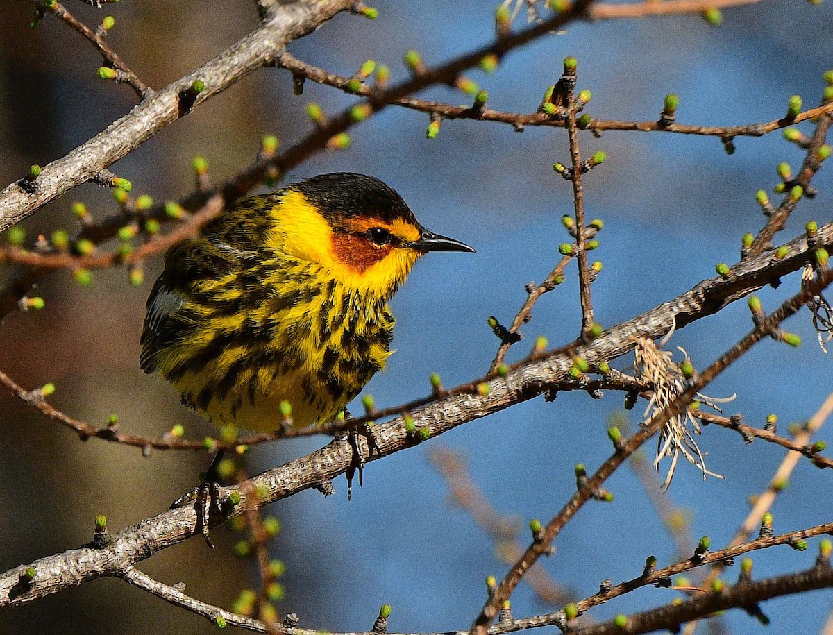 Cape May Warbler - François Hamel