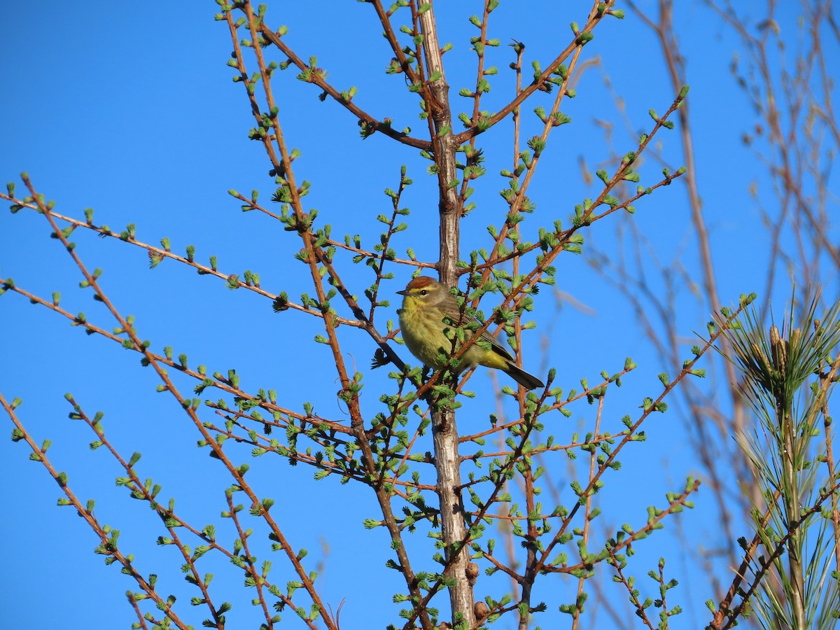 Palm Warbler - Michel Bourassa (T-R)