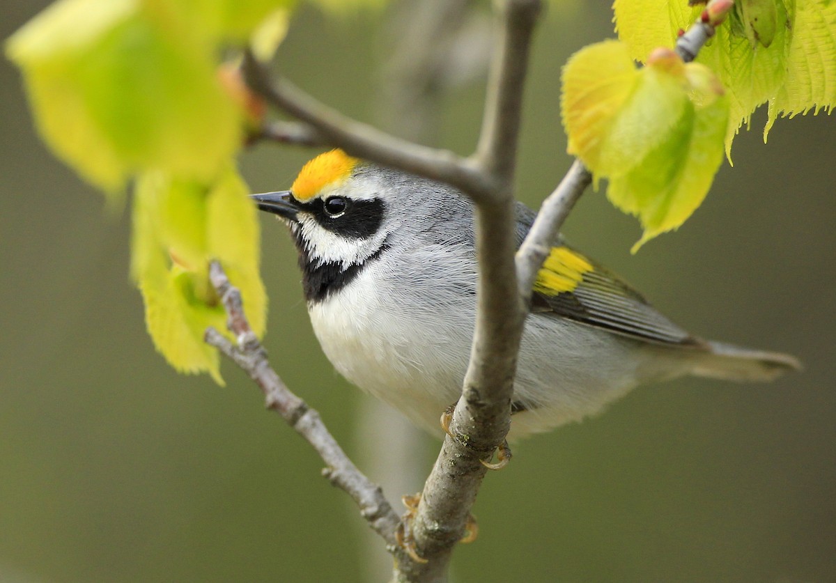 Goldflügel-Waldsänger - ML618617870