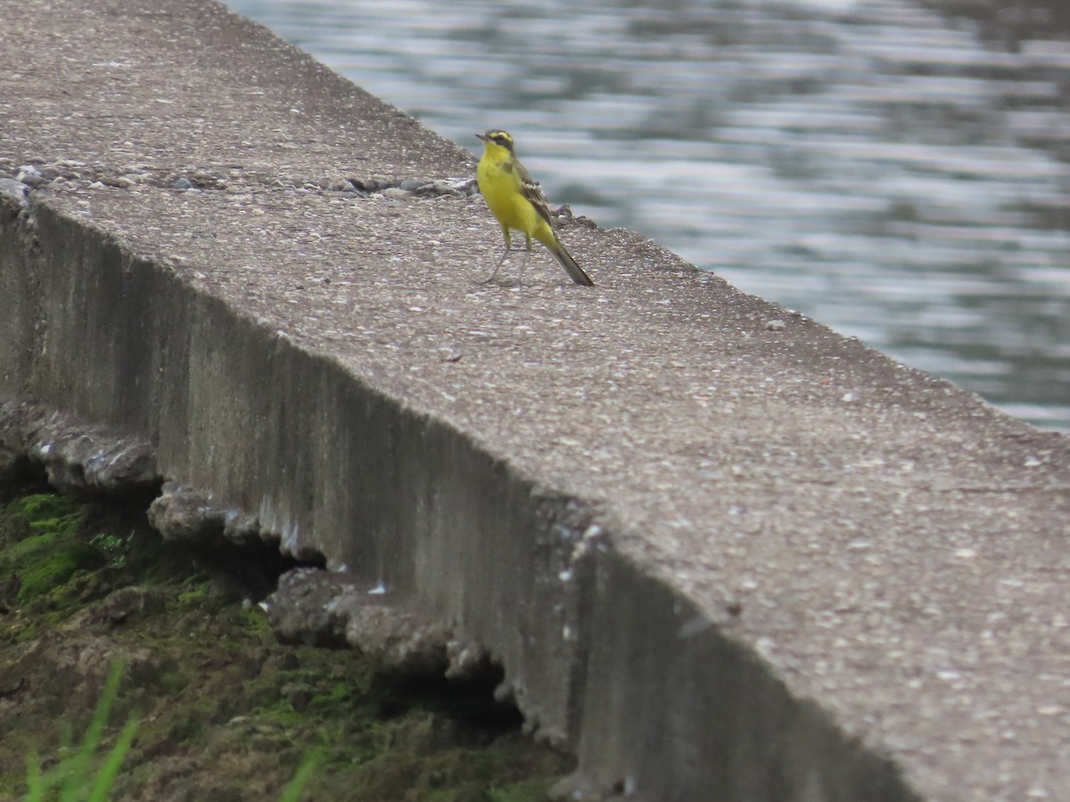 Eastern Yellow Wagtail (Green-headed) - ML618617885