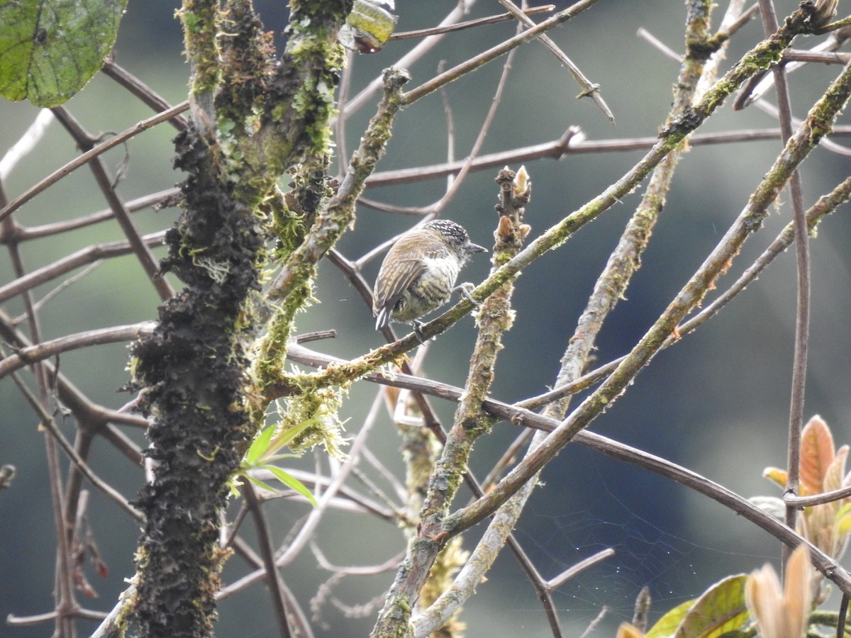 Lafresnaye's Piculet - ML618617886