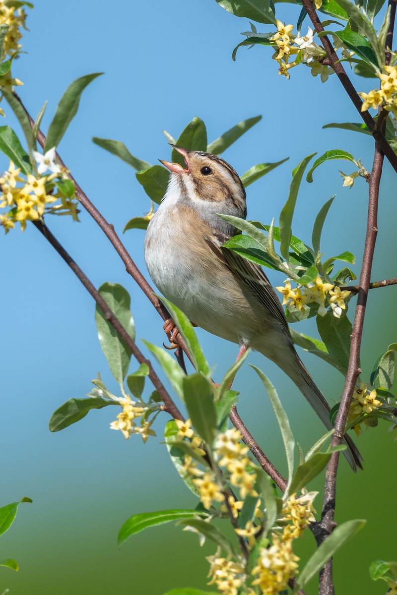 Clay-colored Sparrow - ML618617900