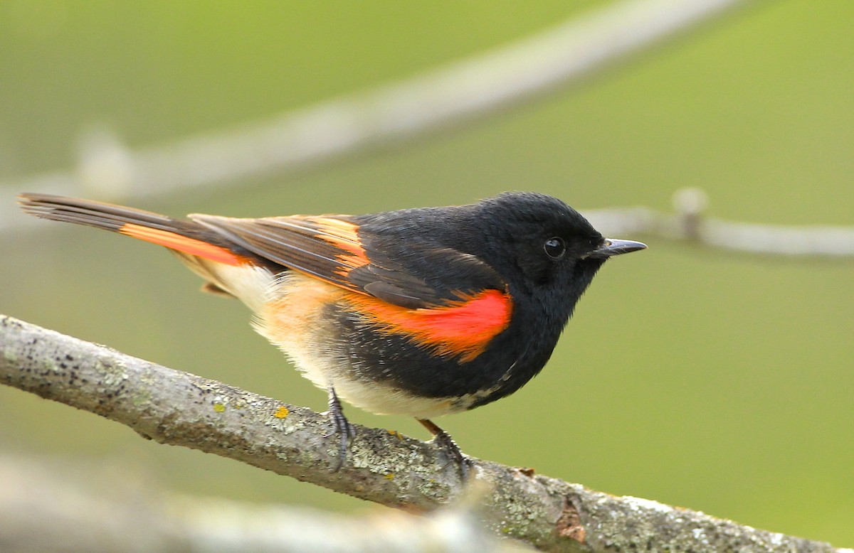 American Redstart - James Kinderman