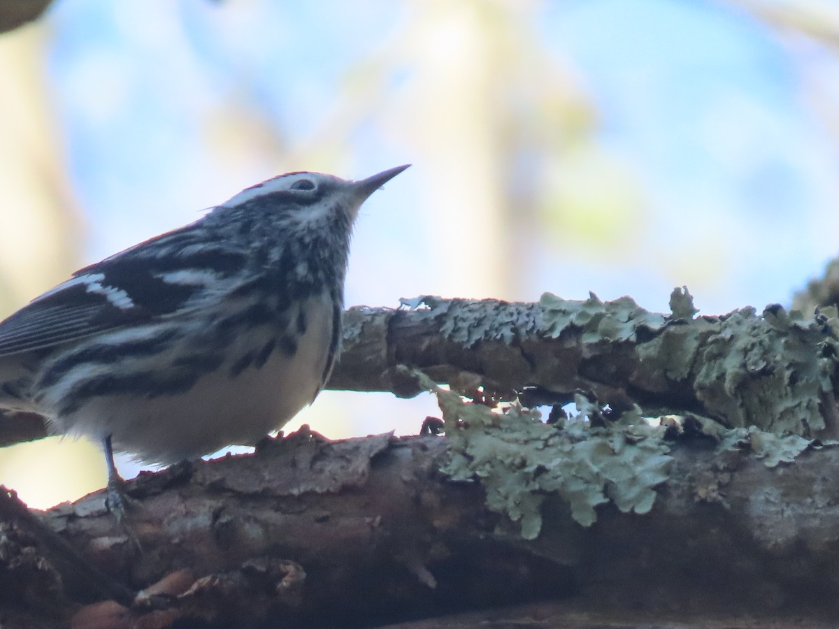 Black-and-white Warbler - ML618617916