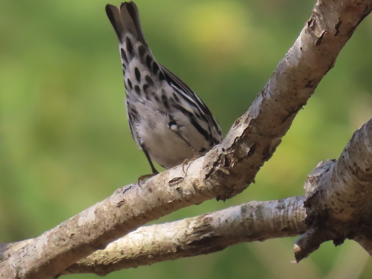 Black-and-white Warbler - ML618617917
