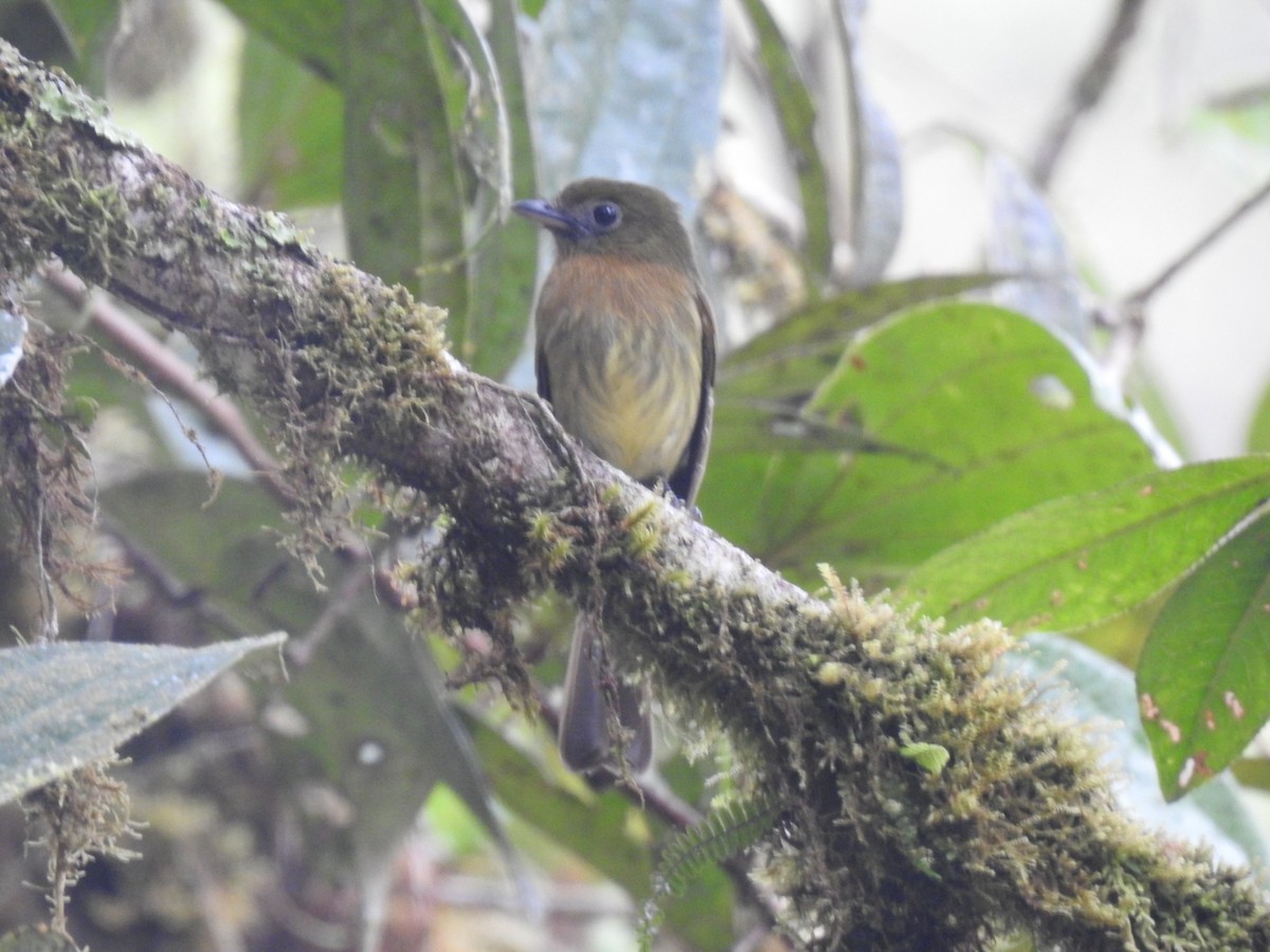 Fulvous-breasted Flatbill - ML618617926