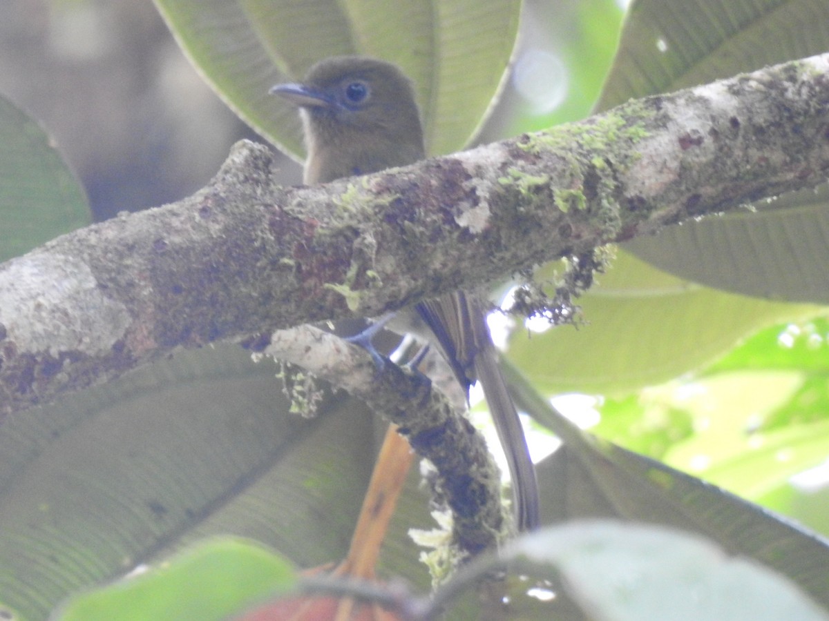 Fulvous-breasted Flatbill - fabian castillo