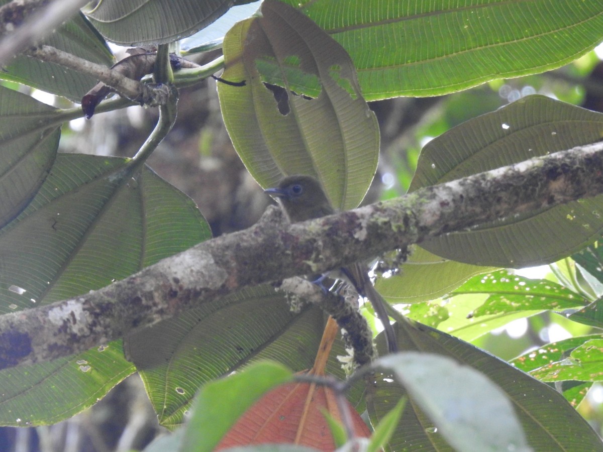 Fulvous-breasted Flatbill - ML618617929