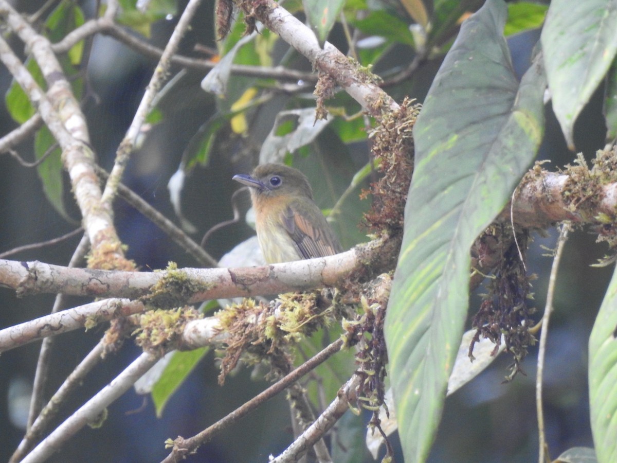 Fulvous-breasted Flatbill - ML618617930