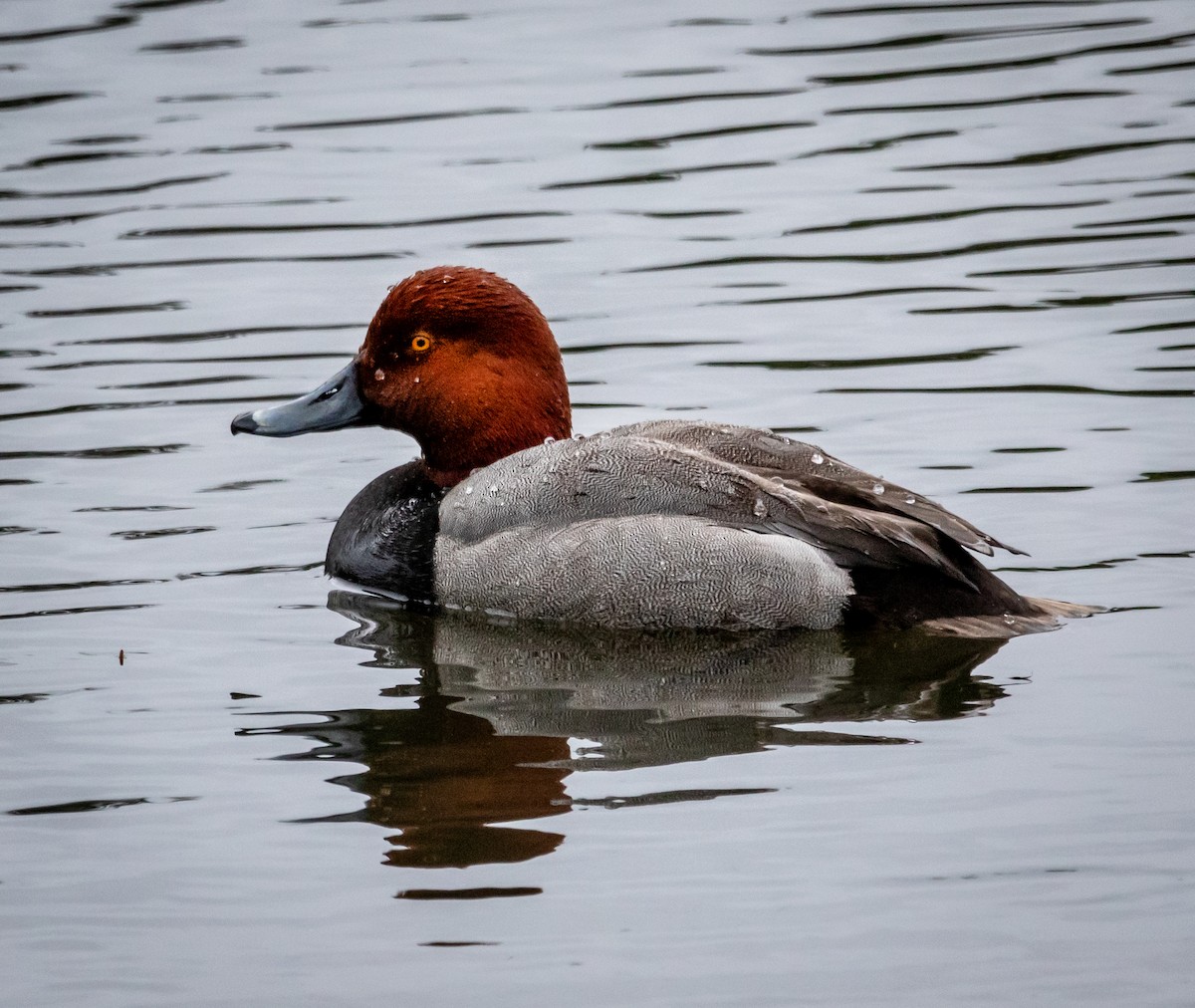 Redhead - ML618617956