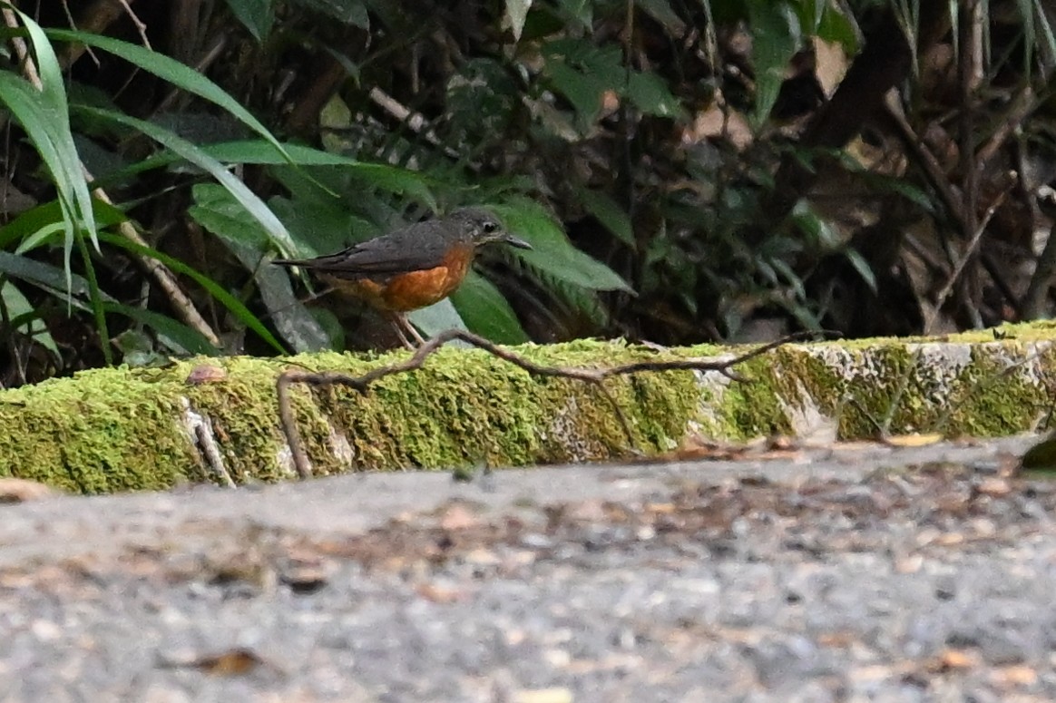 Everett's Thrush - ML618617967