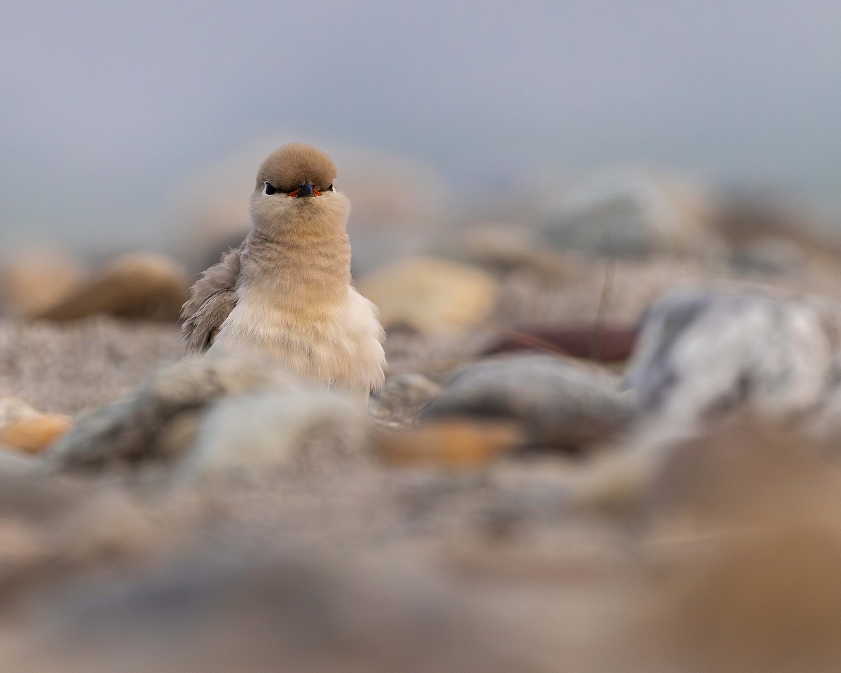 Small Pratincole - ML618618000