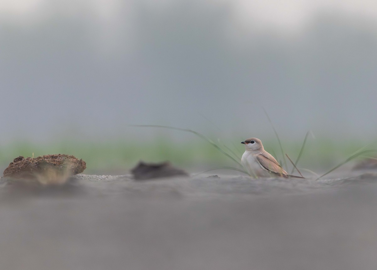 Small Pratincole - ML618618001