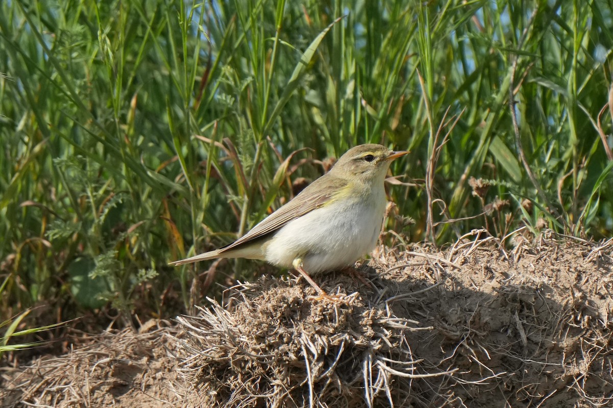 Willow Warbler - Krzysztof Kasprzyk