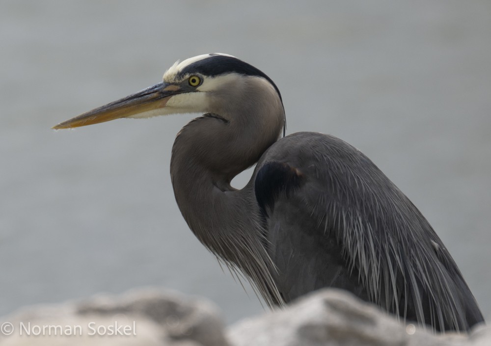 Great Blue Heron - ML618618045