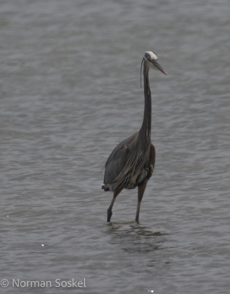 Great Blue Heron - ML618618047