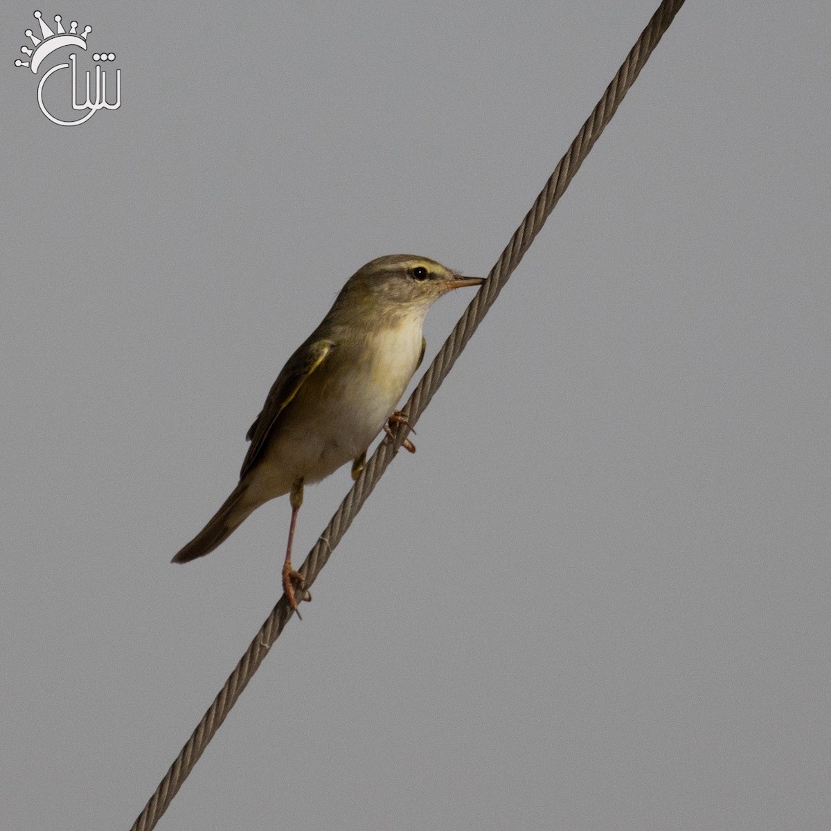 Willow Warbler - ML618618050