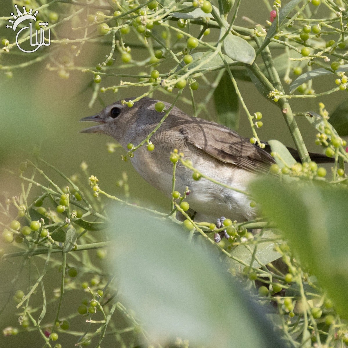 Garden Warbler - Mohamed Shah