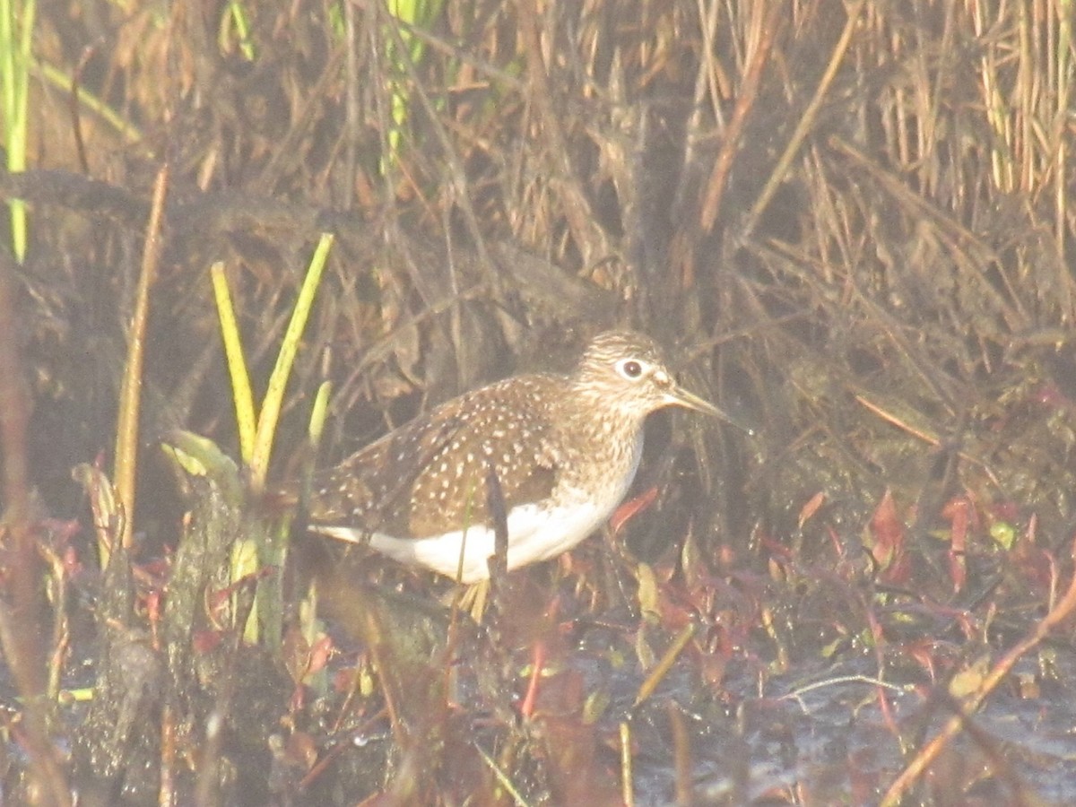 Solitary Sandpiper (solitaria) - ML618618067