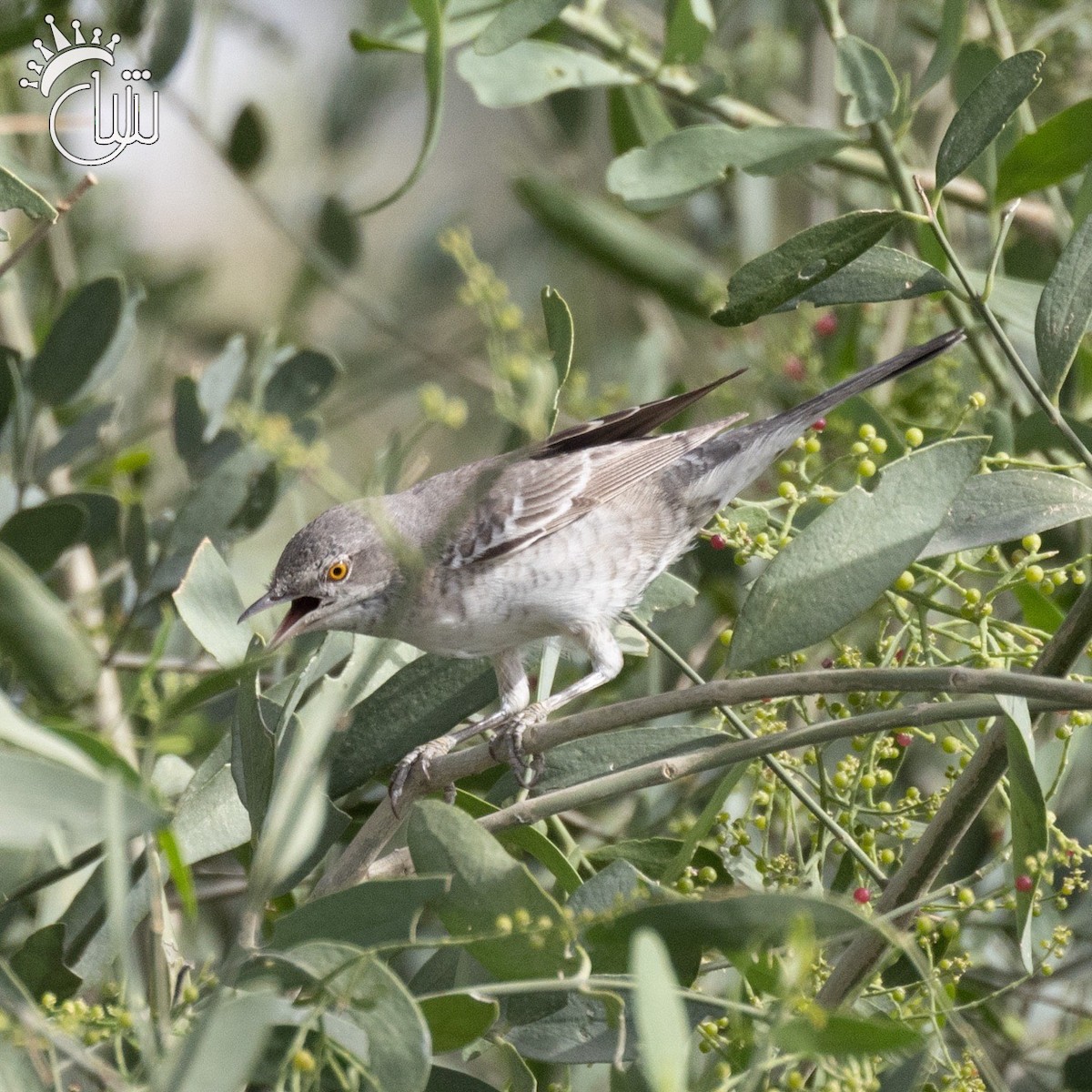 Barred Warbler - ML618618068