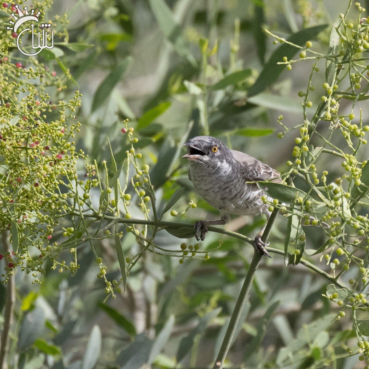 Barred Warbler - ML618618069