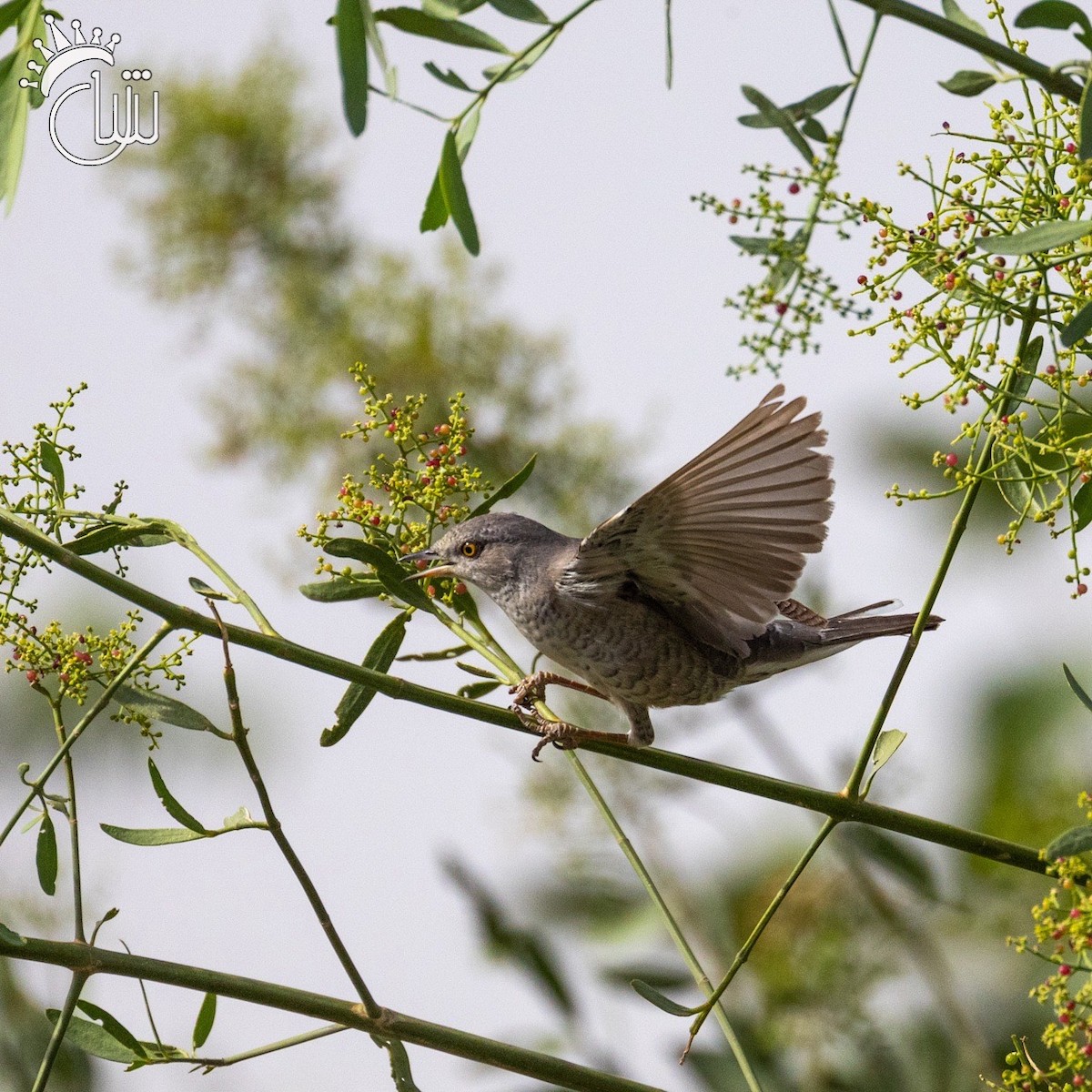 Barred Warbler - Mohamed Shah