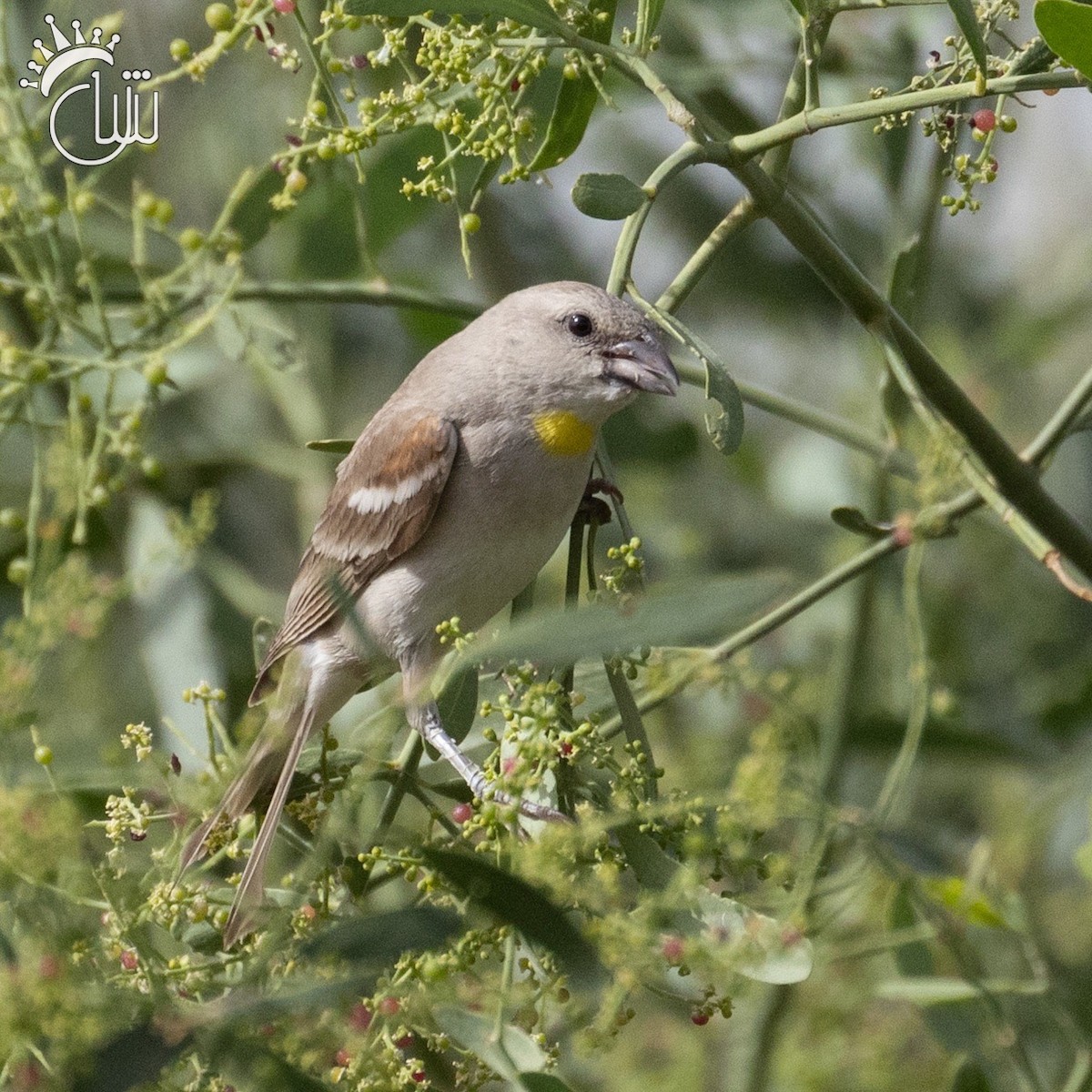 Yellow-throated Sparrow - ML618618088