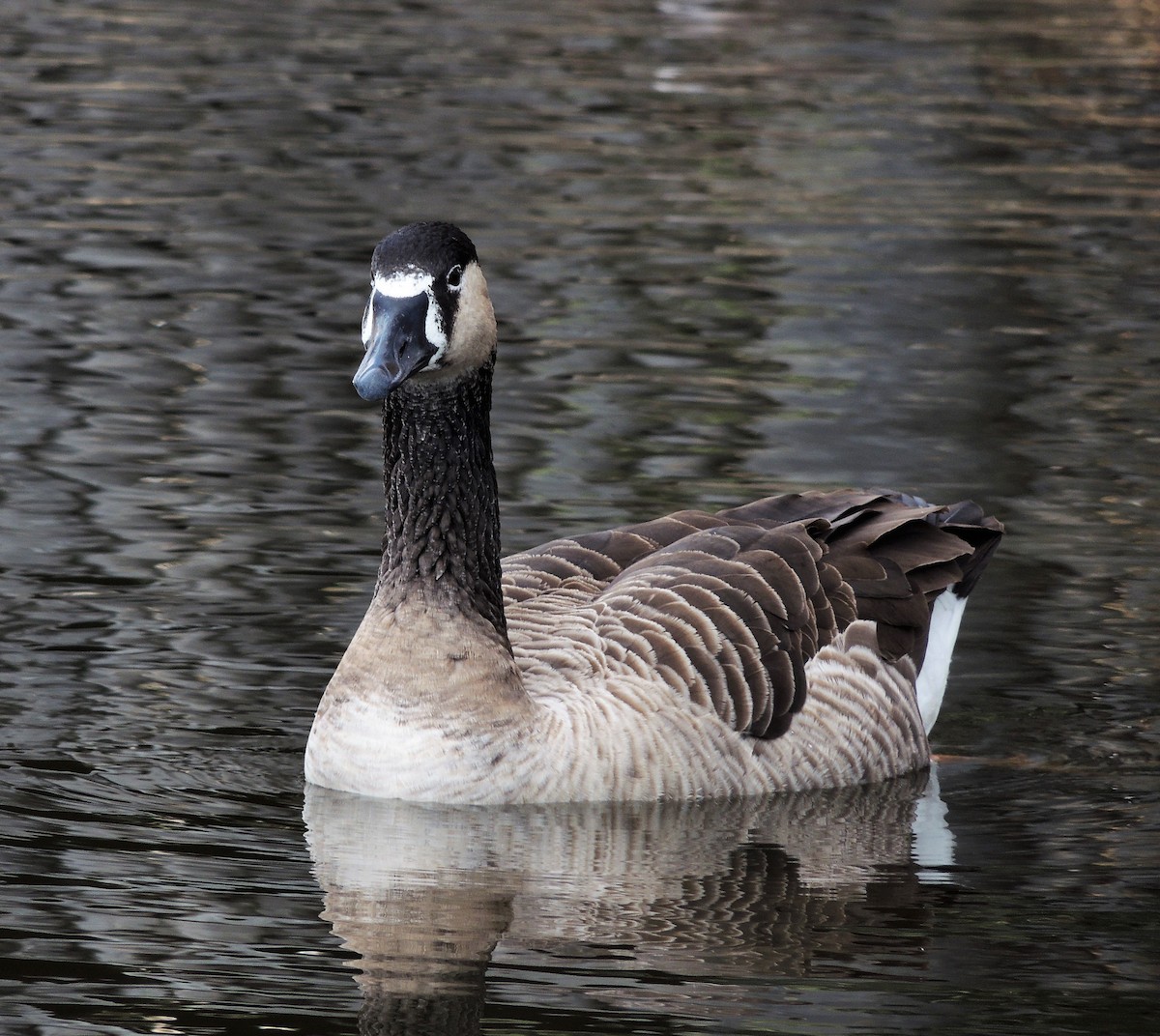 Domestic goose sp. x Canada Goose (hybrid) - Joe Girgente