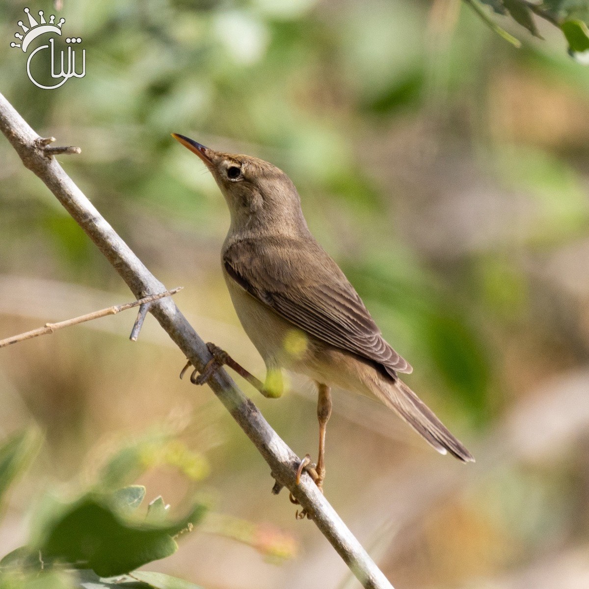 Common Reed Warbler - Mohamed Shah