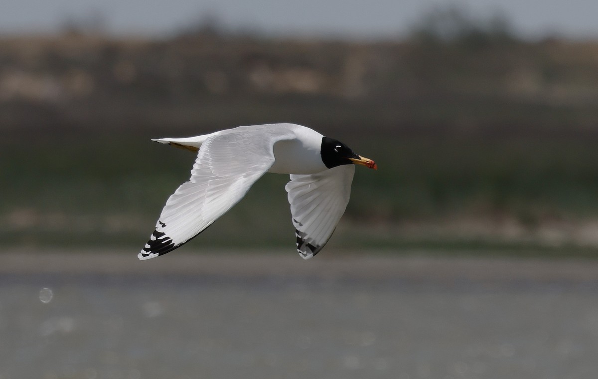 Pallas's Gull - ML618618128