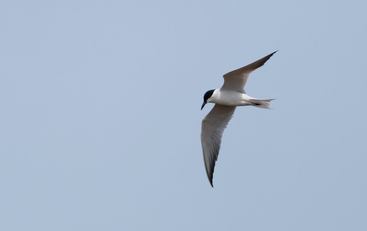 Gull-billed Tern - ML618618141