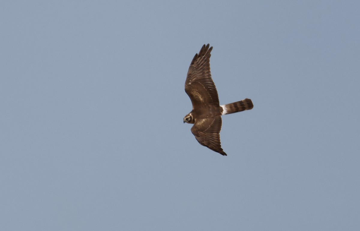 Pallid Harrier - ML618618159