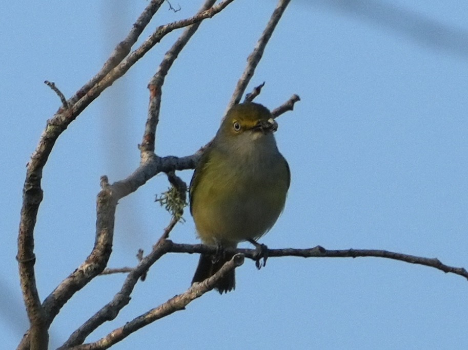 White-eyed Vireo - ML618618161