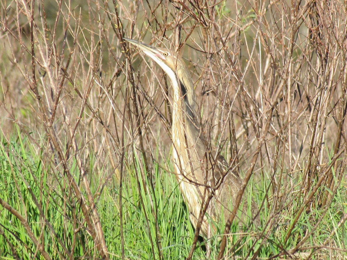 American Bittern - ML618618165