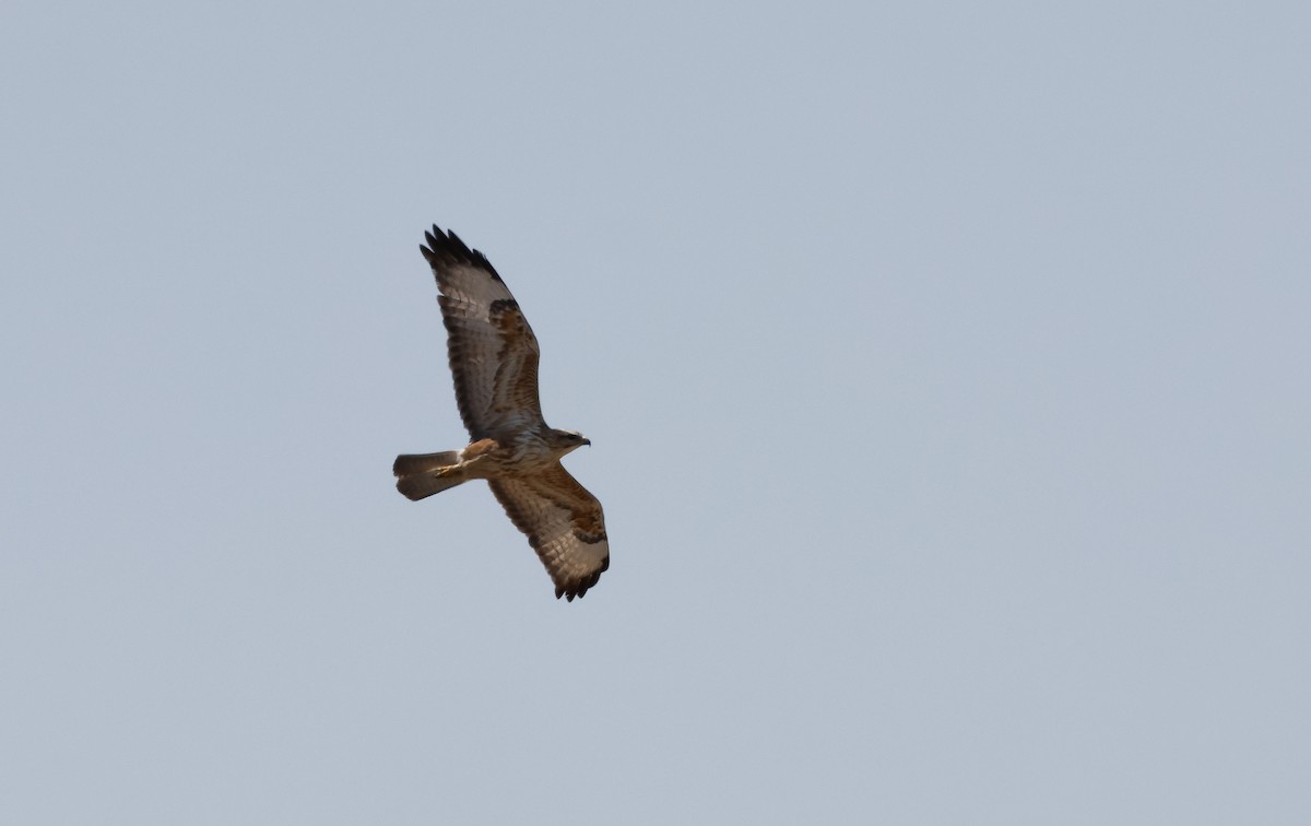 Common Buzzard (Steppe) - ML618618169