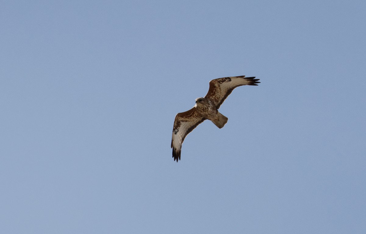 Common Buzzard (Steppe) - ML618618177