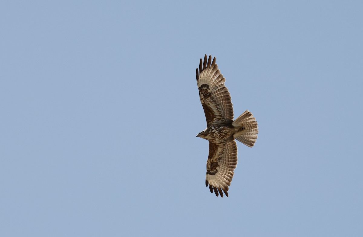 Common Buzzard (Steppe) - ML618618185