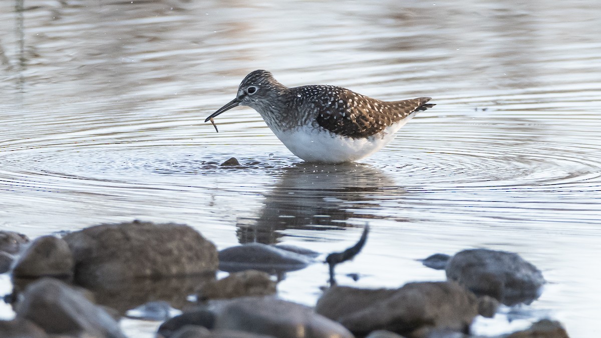 Solitary Sandpiper (solitaria) - ML618618193