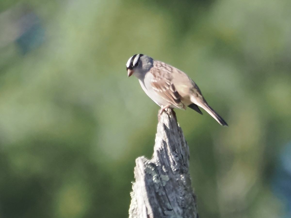 White-crowned Sparrow - John Felton
