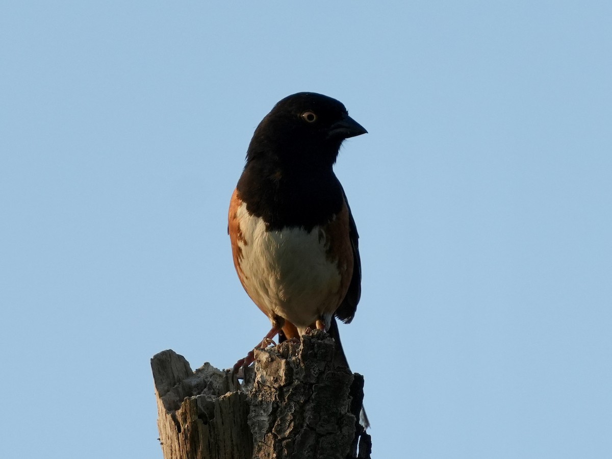 Eastern Towhee - ML618618200