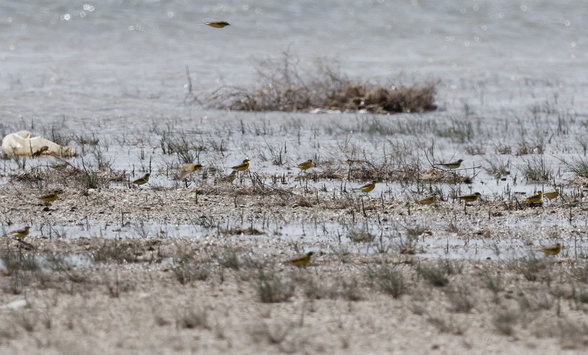 Western Yellow Wagtail - ML618618205