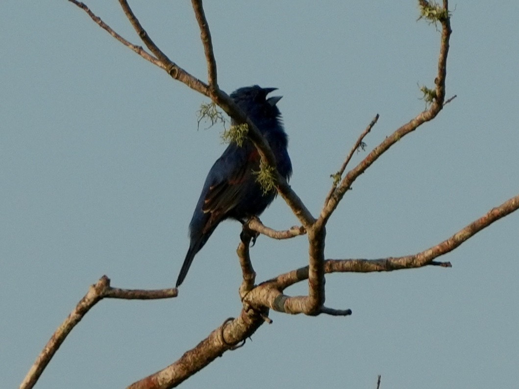 Blue Grosbeak - ML618618209