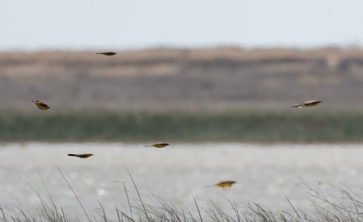 Western Yellow Wagtail - ML618618210