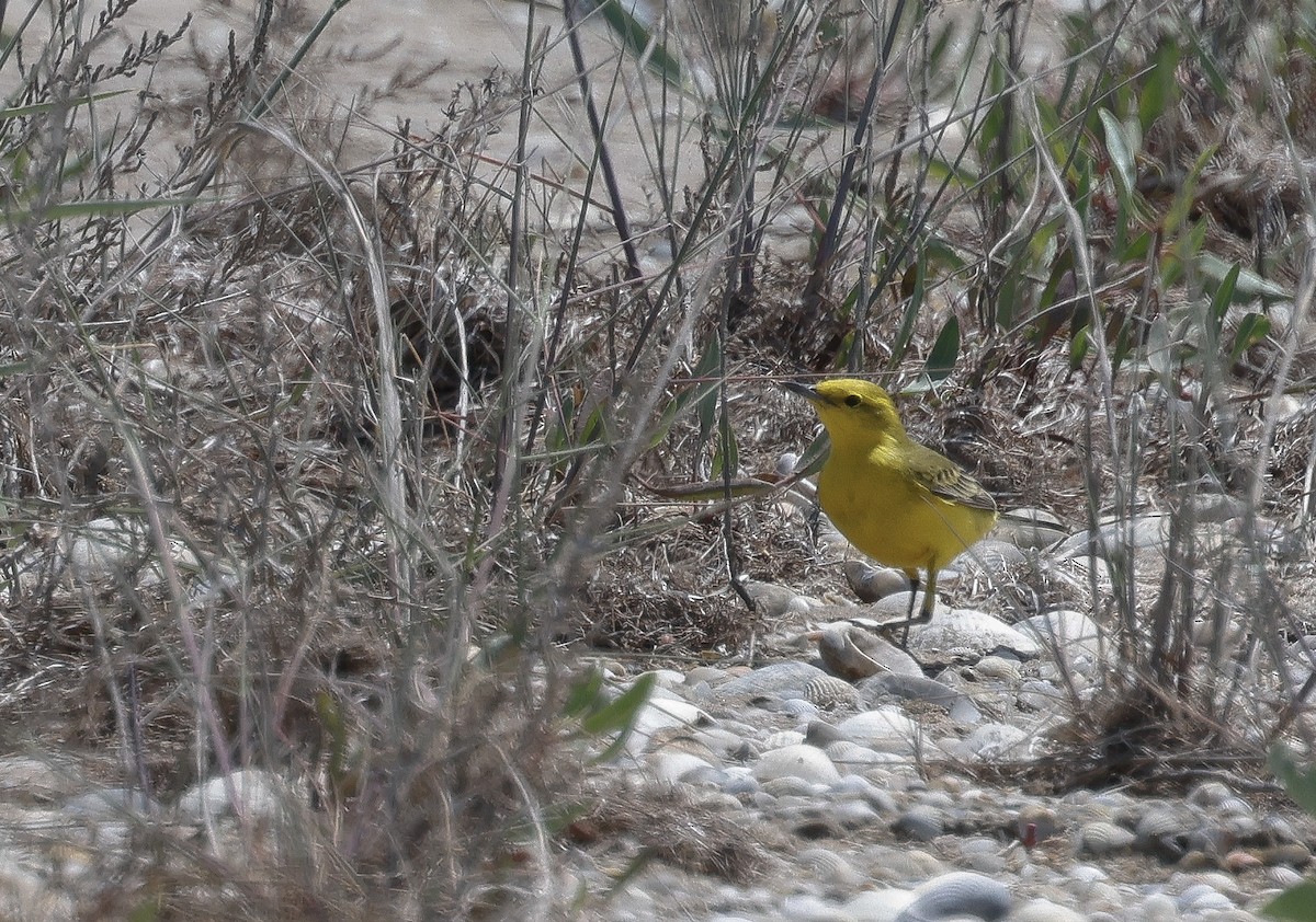 Western Yellow Wagtail - ML618618216